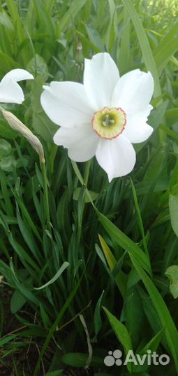 Луковицы нарциссов