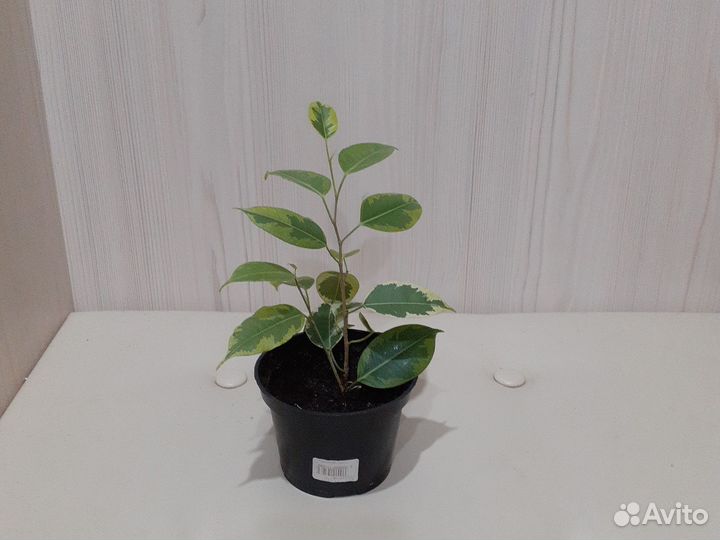 Фикус бенджамина Голден кинг