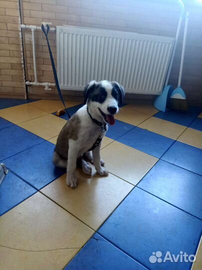 Собака в добрые руки щенок алабай