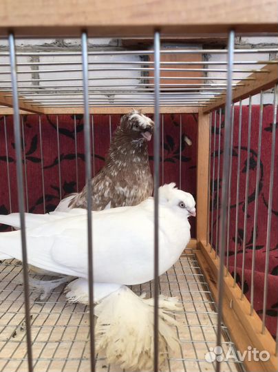 Голуби узбекские