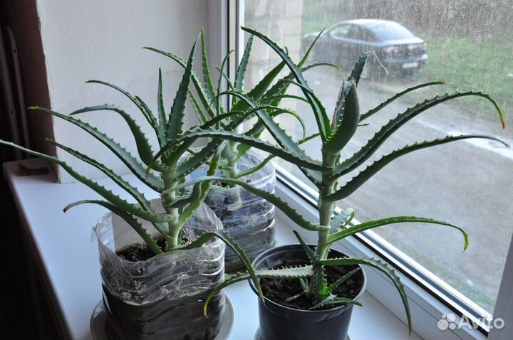 Алоэ лечебный