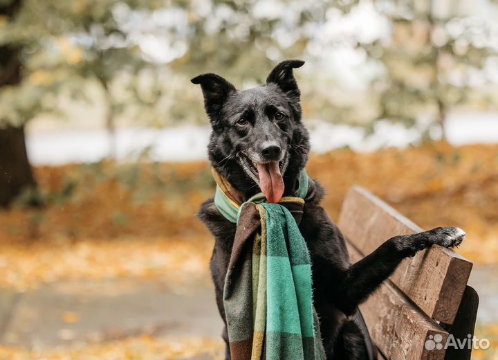 Собака в добрые руки