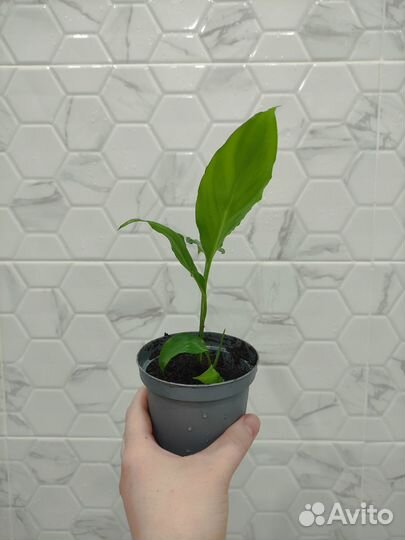 Спатифиллум Шопен