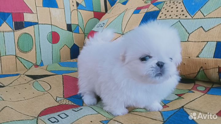 Милые щенки