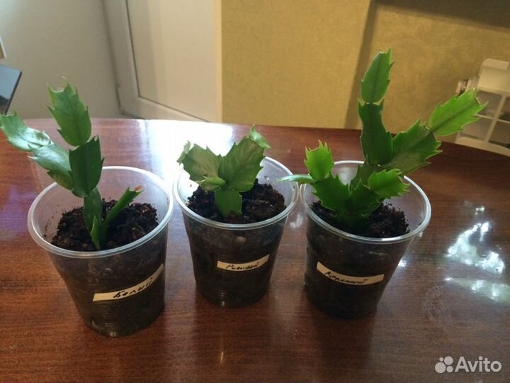 Саженцы декабриста