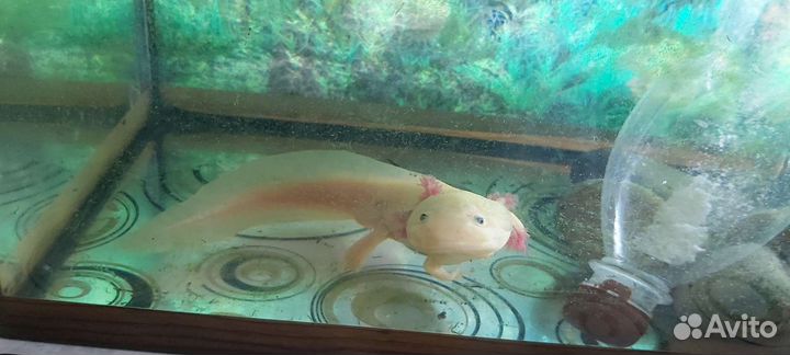 Аксолотль с аквариумом