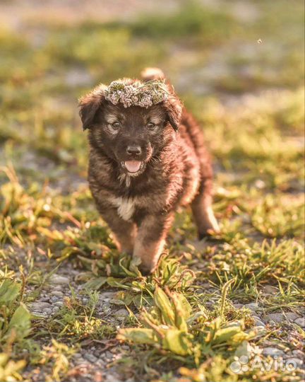 Три щенули в поиске дома