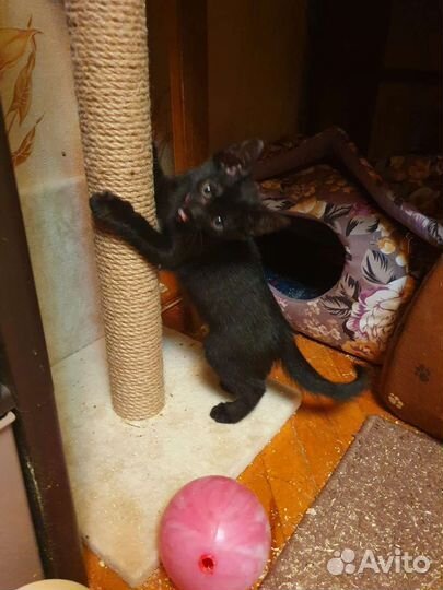 Котенок - мальчик