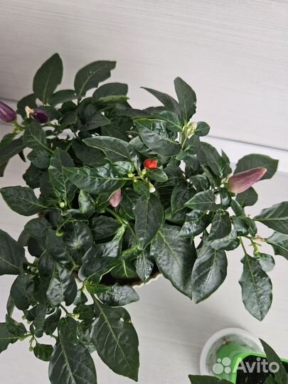 Комнатный перчик