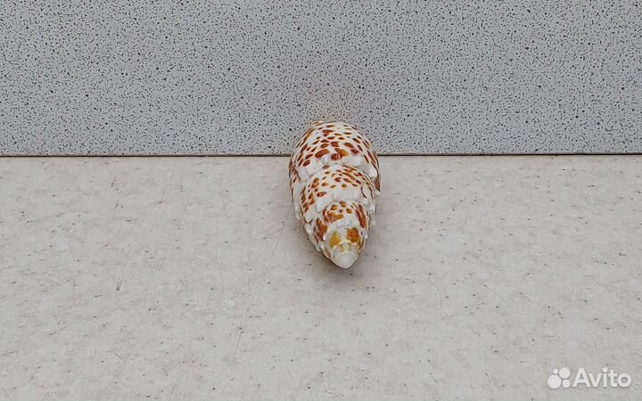 Митра Папалис 6,90 морская ракушка раковина