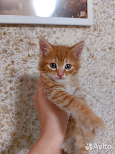 Котята