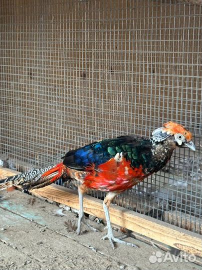 Алмазный фазан