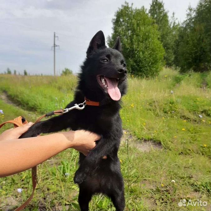 Щенки Шипперке Схипперке на брони