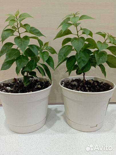 Комнатные цветы