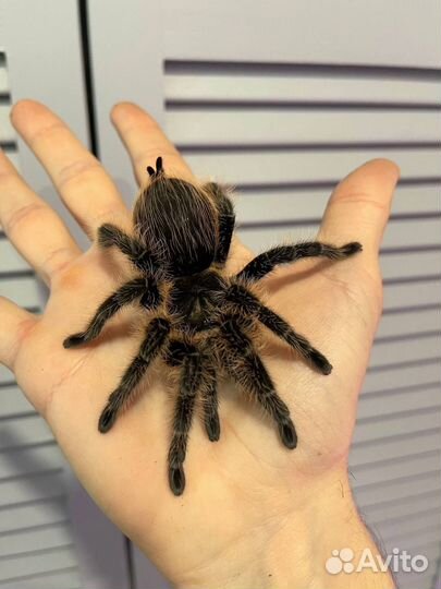 Паук лошадиный кучерявый