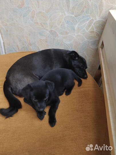 Щенок в добрые руки. Девочка, будет маленькая