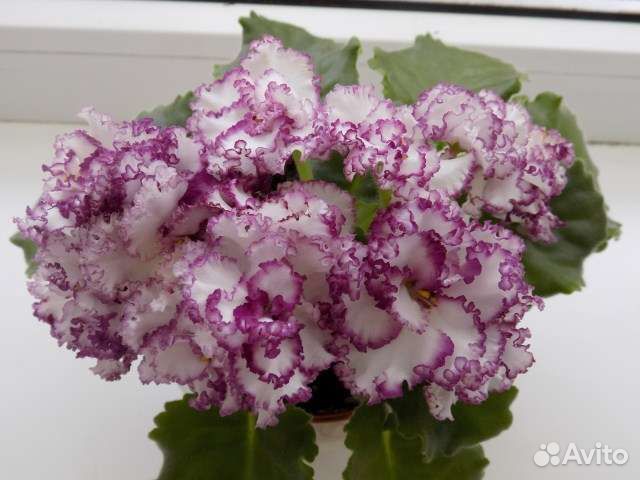 Сортовые фиалки.детки и укор.листики