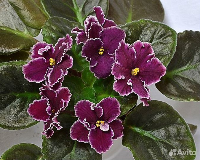 Фиалки - детки