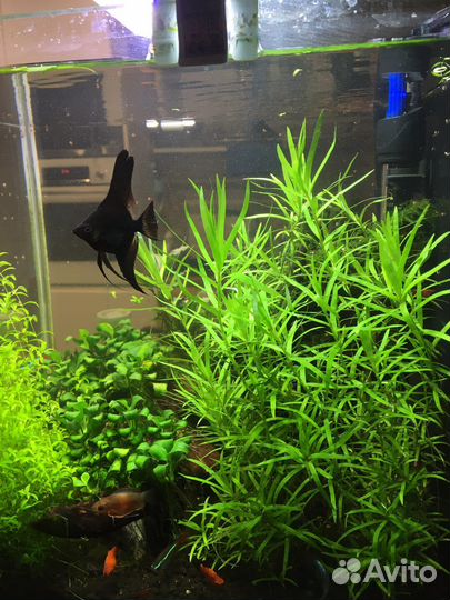 Аквариумные растения прополка