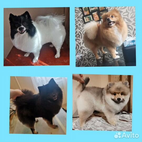 Грумер на дому