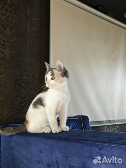 Котята в добрые руки приучен к лотку