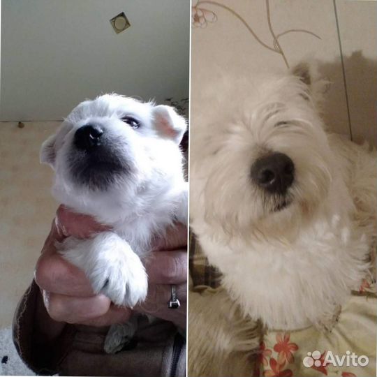 Кобель вест хайленд на вязку