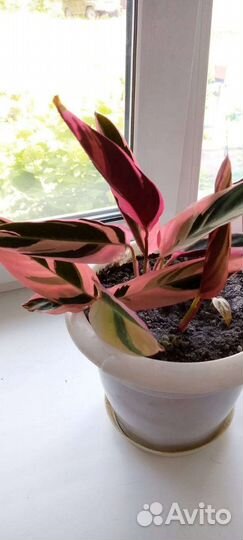 Филодендрон розовая принцесса