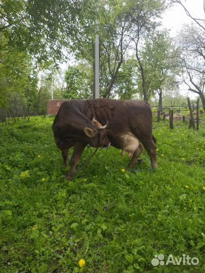 Корова стельная молочная Тульская область