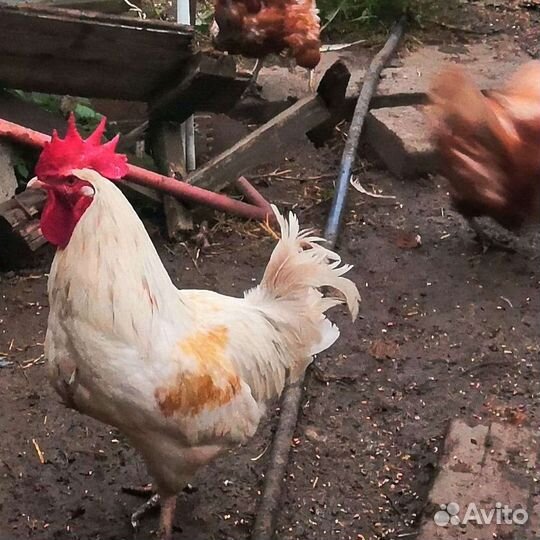 Несушки молодки разных пород