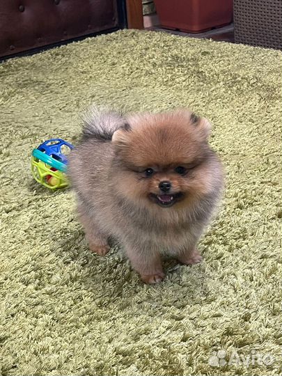 Померанский шпиц девочка