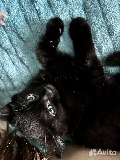 Милейшая кошечка