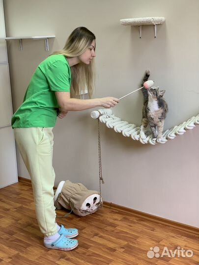 Зоопсихолог по кошкам Фелинолог Дрессировка кошек