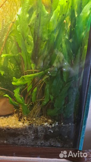 Криптокорина, перистолистник и др