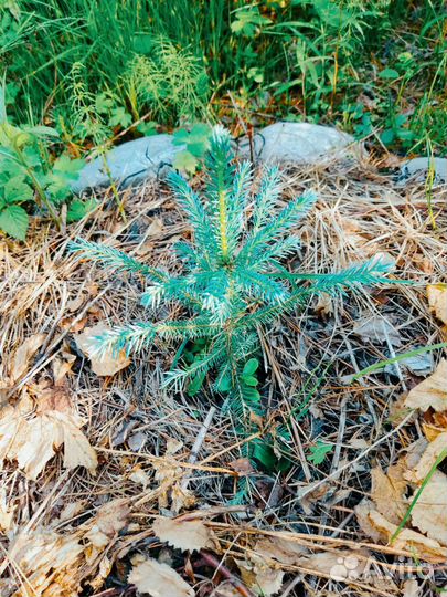 Голубая сибирская ель