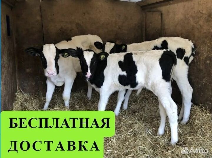 Бычки двухмесячные