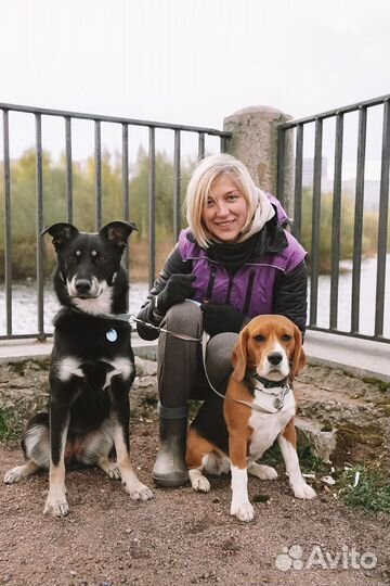 Передержка собак