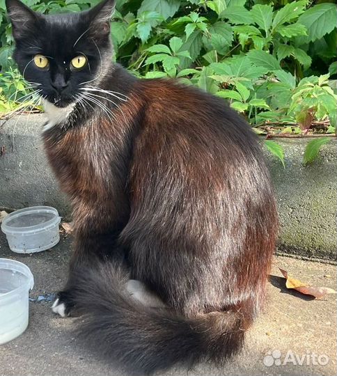 Молодая кошка в добрые руки