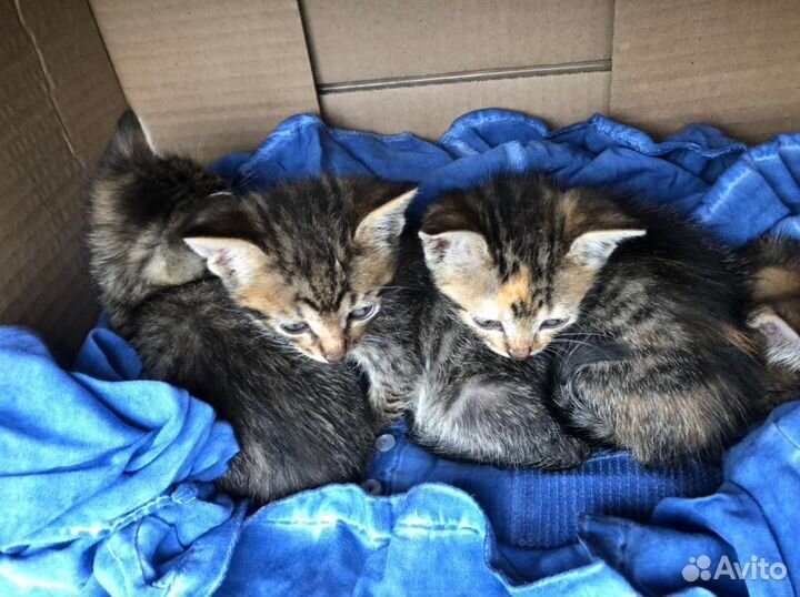 Котята в добрые руки даром