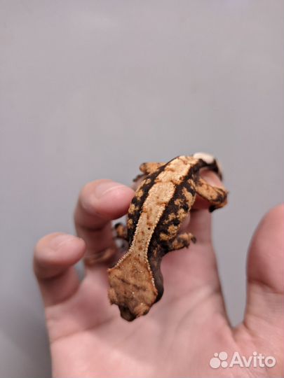 Реснитчатый бананоед малыши