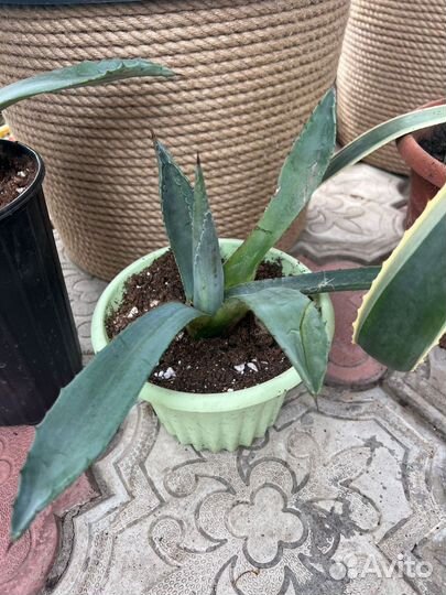 Агава голубая