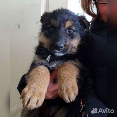 Милые плюшевые щенки в добрые руки