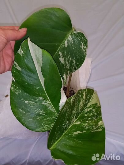 Монстера вариегатная Альба