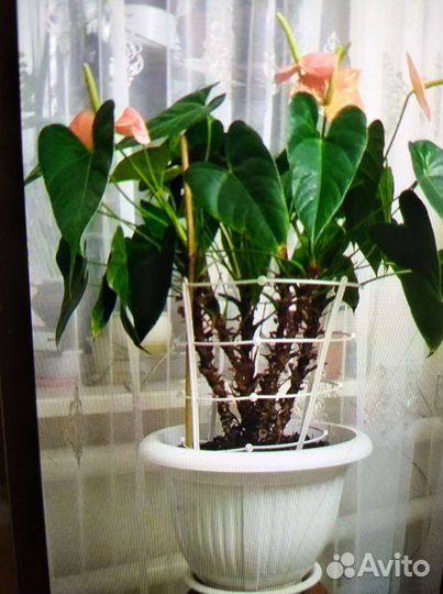 Антуриум (мужское счастье)