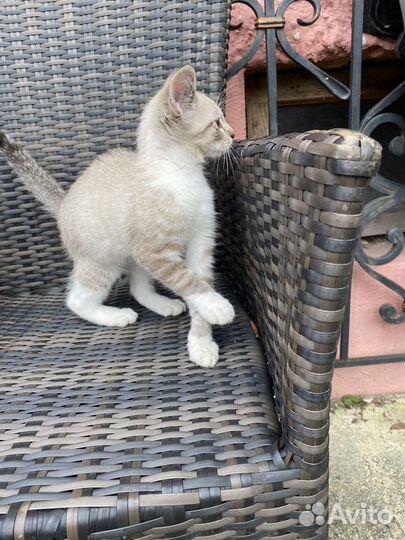 Отдам бесплатно животные