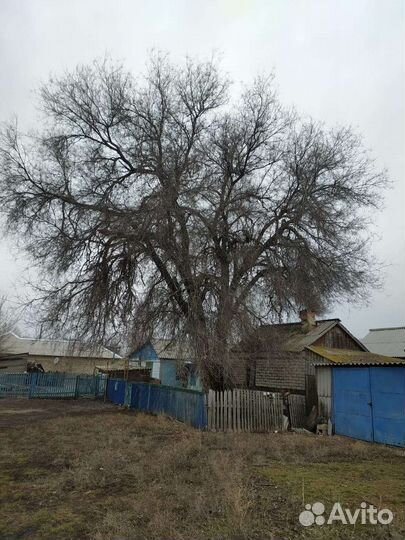 Спилю аккуратно деревья любой сложности