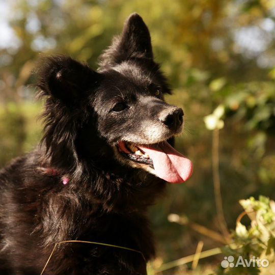 Взрослая Буся из приюта