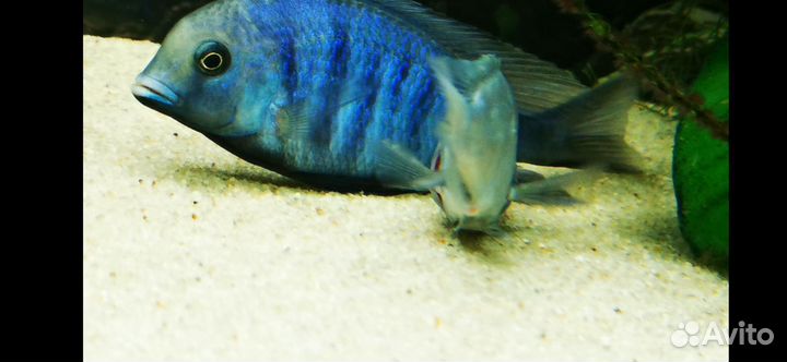 Cyrtocara moorii (цихлида голубой дельфин)