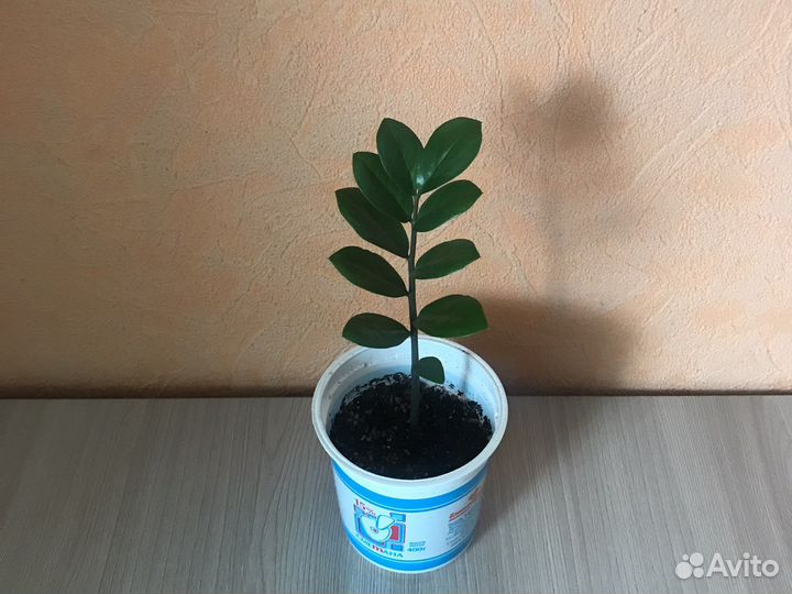 Замиокулькас