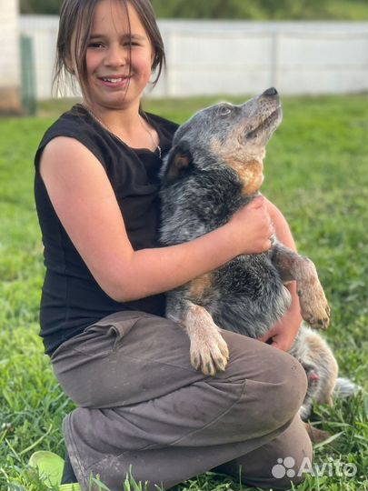 Австралийский хилер в дар