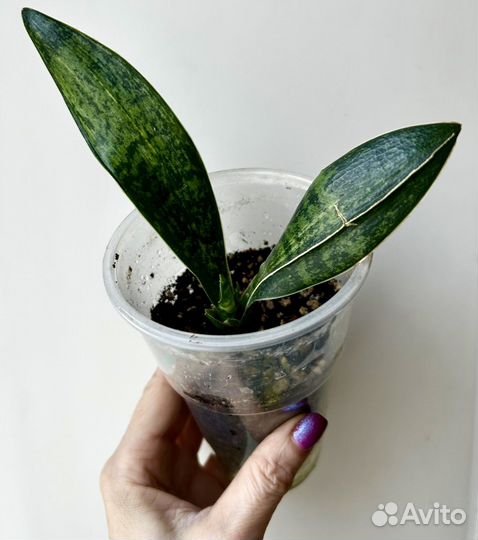 Сансевиерии сортовые, коллекционные